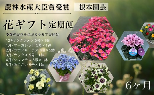 y쑊nszys\zԃMtg 6(12?5) VN }[Kbg iLX bNX N}`X AWTC |   t[Mtg  ԃMtg t[