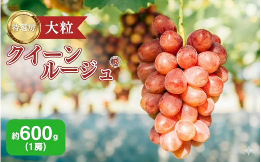 y쌧szԂǂ NC[[W 600gi1[jʕ t[c fU[g MB  Ps [5659-1661]