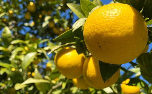 y_ސ쌧͌zy󏭃t[czyIn͔|zÓS[h(ƒp)@2kg@2026N3{`4{\