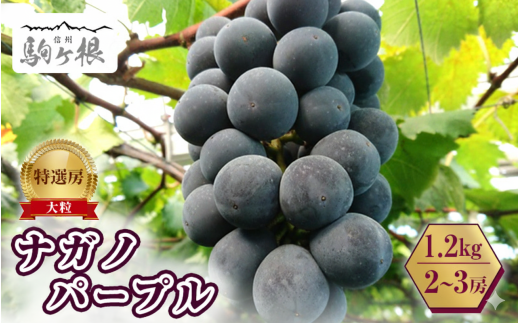 y쌧szԂǂ  iKmp[v 1.2kg 2?3[ I 嗱 Ȃ 炲 Yn t[c ʕ fU[g   p[v H { {̉ʕ {̃t[c MB MBY