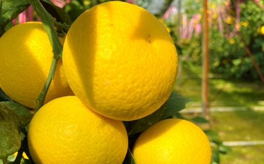 y_ސ쌧͌zy󏭃t[cznE}ʁEÓS[h(STCY)@3kg@2026N3{`3{\