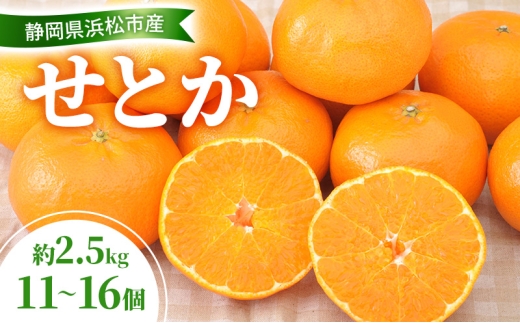 2026年2月以降発送】 せとか 約2.5kg 11～16個 柑橘の最高峰 かんきつ