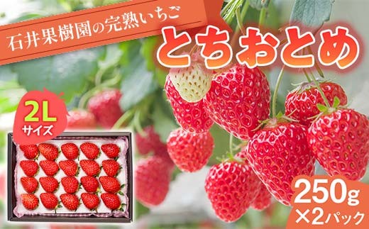 石井果樹園の完熟いちご とちおとめ 2Lサイズ 500g（250g×2パック