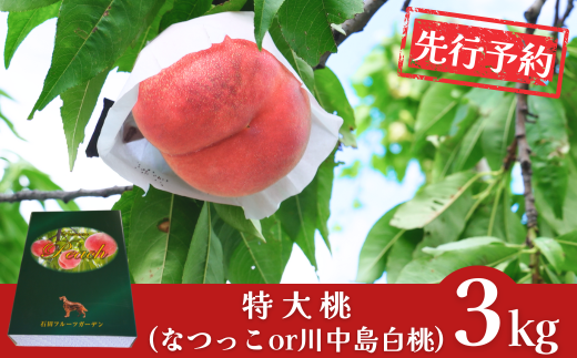 yVOszs\ 响 3kg [2026N] ߘa8NY  Ȃ 쒆 Vt[c VY p [Γct[cK[f] y022S054z