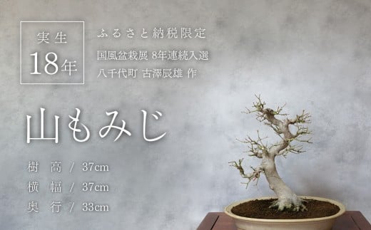 y錧㒬zy1_z ~ R݂ (8) ~͓W I  VCY [SF092ya]