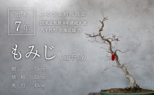 y錧㒬zy1_z ~ ݂ ig璹j (5) ~͓W I  VCY [SF089ya]