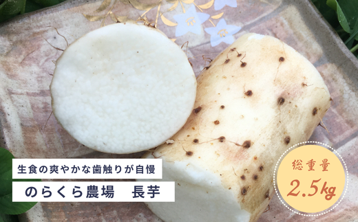 味に自信あり！北八ヶ岳の長芋 2.5キロ レシピ付き［NK-111］ - 長野県