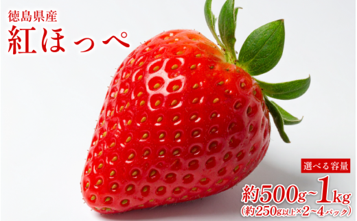 先行予約 】 いちご 500g ～ 1㎏ 選べる 容量 紅ほっぺ 苺 イチゴ