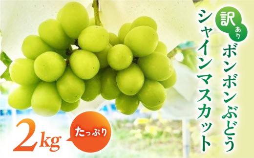 先行受付2026年発送】訳アリボンボンぶどう！シャインマスカット