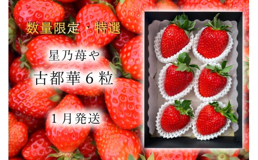先行予約 特選大粒いちご 奈良県のいちご古都華1パック 2026年1月発送