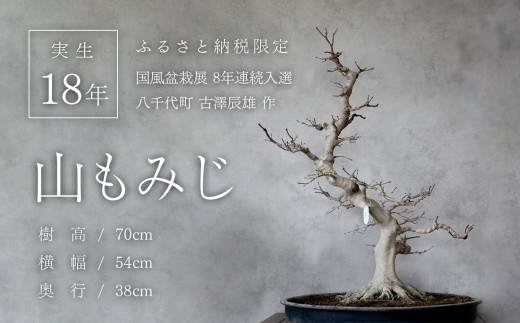 1点物】 盆栽 山もみじ (1) 国風盆栽展 入選 作家 古澤辰雄 [SF085ya