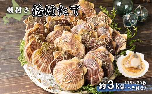 北海道 羽幌町産 殻付き活ホタテ 約3kg 15～20枚 ヘラ付き | 北海道