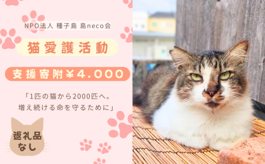返礼品なし】猫愛護活動支援 NFN642 【100PT】// 特定非営利活動法人