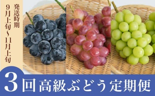 3回定期便］ 高級ぶどう食べ比べ定期便 約1kg × 3回 合計約3kg