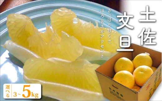 土佐文旦 選べる 5kg 訳あり 贈答用 3kg 文旦 ぶんたん 土佐ぶんたん L