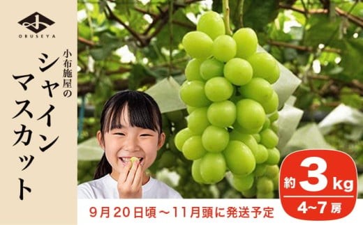 【北信州小布施のシャインマスカット】予約受付中 シャインマスカット 約3kg 4～7房 ［小布施屋］ フルーツ 果物