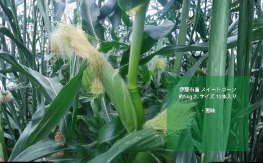 �y���쌧�ɓߎs�z�Ƃ����낱�� �ɓߎs�Y �X�C�[�g�R�[�� ��5kg 2L�T�C�Y 12�{���� �b�� �߂��� �y013-52�z