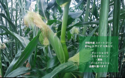 �y���쌧�ɓߎs�z�Ƃ����낱�� �ɓߎs�Y �X�C�[�g�R�[�� ��5kg 2L�T�C�Y 12�{���� �I�ׂ�i�� �T�j�[�V���R�� ���Ђ��܃R�[�� �b�� �S�[���h���b�V��