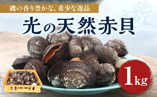 BP002 光の天然赤貝 1kg 【2026年1月30日以降発送】 - 山口県光市