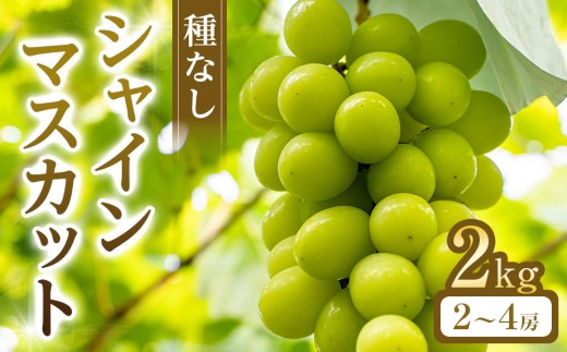 269.【先行予約】シャインマスカット(種無し) 2kg前後 ※2026年8月下旬