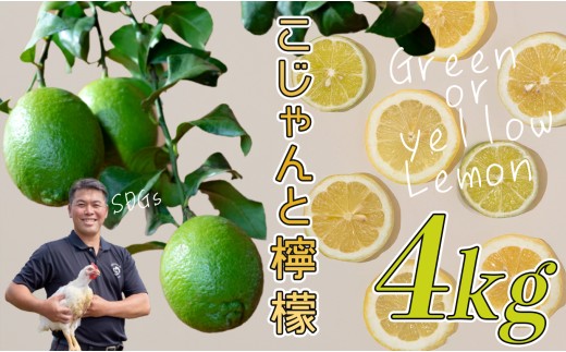 レモン４点おまとめ こじゃんとレモン 4kg｜国産 高知県 大月町 レモン 檸檬 レモン水