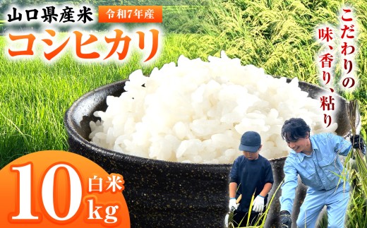 令和7年産 山口県産米 コシヒカリ 10kg ｜ 令和7年産 コシヒカリ 山口