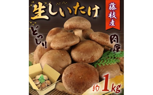 生 しいたけ 約1kg 前田きのこ園 椎茸 シイタケ 肉厚 ジューシー