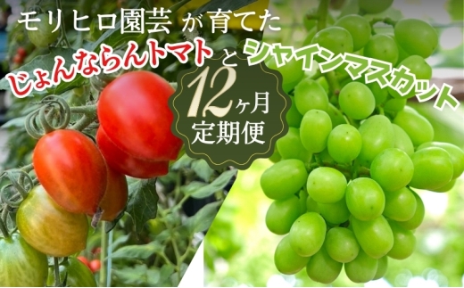 �y���쌧�ω����s�z�����q�����|����Ă������Ȃ��g�}�g�ƃV���C���}�X�J�b�g��12��������� �ʕ��� �Ԃǂ� �t���[�c ��� �~�j�g�}�g