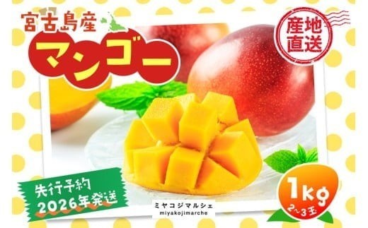 摘果マンゴー専用 摘果マンゴー 500〜850g 10.5kg 【公式通販】