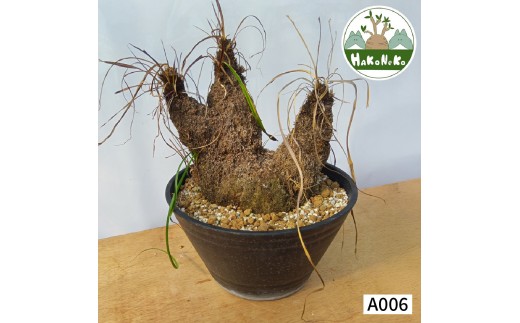 �y��t�����P�Y�s�z�L�Z���t�B�^ �g���R�t�B�� (�����Ǘ���) A006�b�ϗt�A�� �R�[�f�b�N�X �~�� ���A�� �C���e���A �n�R�l�R [0687]