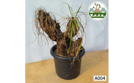 �y��t�����P�Y�s�z�L�Z���t�B�^ �g���R�t�B�� (�����Ǘ���) A004�b�ϗt�A�� �R�[�f�b�N�X �~�� ���A�� �C���e���A �n�R�l�R [0685]