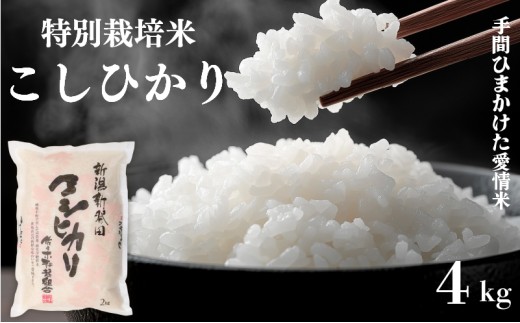 �y�V�����V���c�s�z�� �R�V�q�J�� ���ʍ͔|�� �v4kg 2kg × 2�� �ߘa7�N�Y 7�N�Y �V�� �V�����Y ���� ���� ���� ���� ���� ���ɂ��� �ٓ� � ������ �v���[���g �M�t�g ���� �̂� ���X�؍k�N