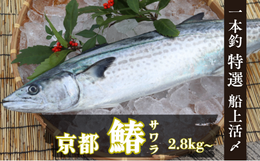 一本釣「特選船上活〆サワラ」京都宮津 [№5716-0696] - 京都府宮津市