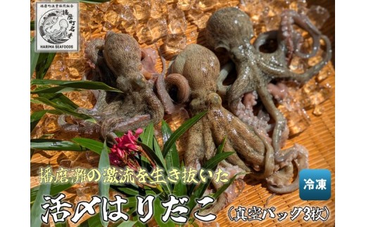 №5359-0050]播磨町産活け〆はりだこ 3匹 タコ 海鮮 魚介類 瀬戸内 兵庫
