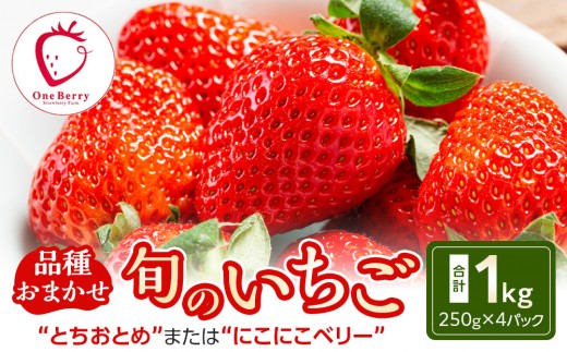 ふるさと納税】OneBerry いちご農園 品種おまかせ 旬のいちご 250g× 4