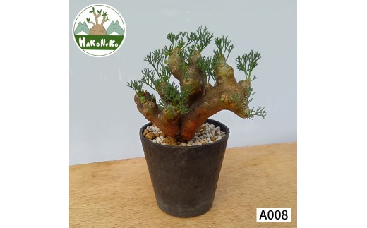 【良型】モンソニア　ムルチフィダ（サルコカウロン　ムルチフィズム）発根確認済 ☆特価☆コーデックス：サルコカウロン ムルチフィズム 発根済*幅