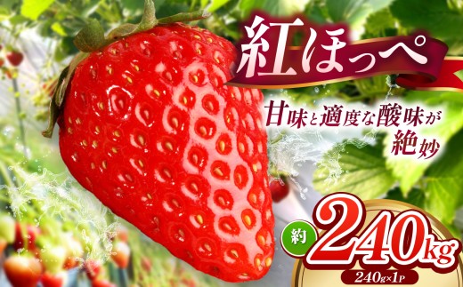 産地直送 】 紅ほっぺ 約240g （ 令和8年1月初旬～順次発送予定