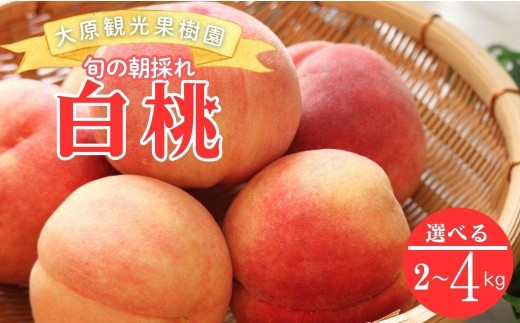 �y���R�����쒬�z�y2026�N��s�\��z�m�匴�ό��ʎ����n���R���Y �{�̒��̂ꔒ�� 1��  �u1���i��2kg 6�ʁj�vor�u1���i��3kg 8�ʁj�vor�u1���i��4kg 12�`13�ʁj�v