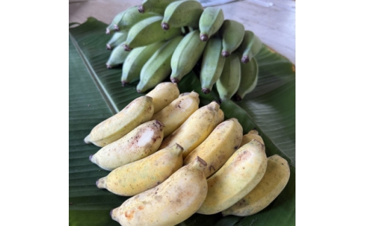 �y���ꌧ�������zJA�����Ȃ킪���I!�G�߂̉��ꌧ�Y�o�i�i��2kg(�{�̕i�킨�܂���)�y1694030�z