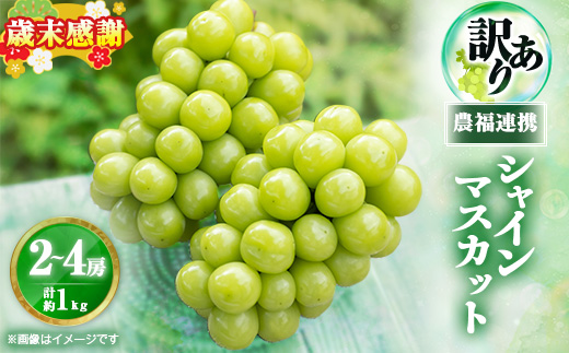 �y�R�����R���s�z2026�N��s��t�������ڂ͖󂠂�?���͖���!���_���A�g�V���C���}�X�J�b�g�v1kg�����ƒ�p���y1679907�z