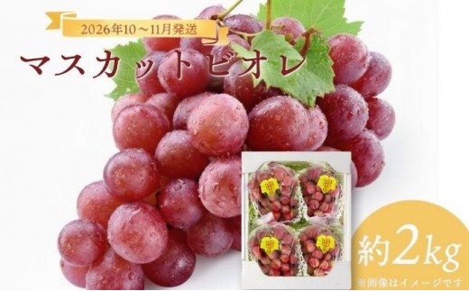 �y���R�����쒬�z��2026�N������ ��s�\��10���`11���������y�Y�}�X�J�b�g�r�I��2kg���y029-a010�z