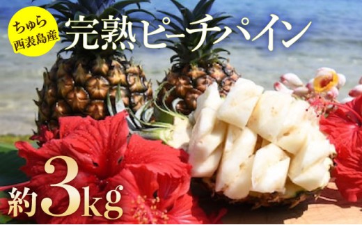 2026年 先行予約 ピーチパイン 約3kg 3玉～5玉 ちゅら西表島産