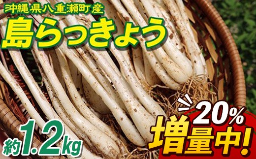 【今季ラスト】沖縄県産 島らっきょう 10kg 先行受付】【2026年発送】沖縄県八重瀬町産 島らっきょう約1.2kg - 20