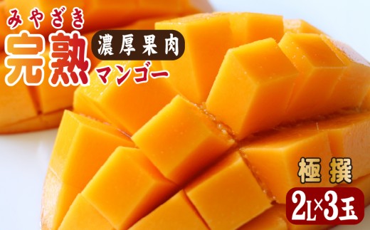 摘果マンゴー2/9③ 宮崎県産摘果マンゴー 16kg ② 【公式通販】