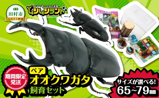 2026年発送分先行予約】 オオクワガタペア 飼育 セット 65mm～69mm