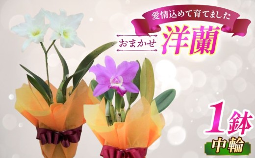 sd1_3edcfd5a33d1a3721c3875a5d8