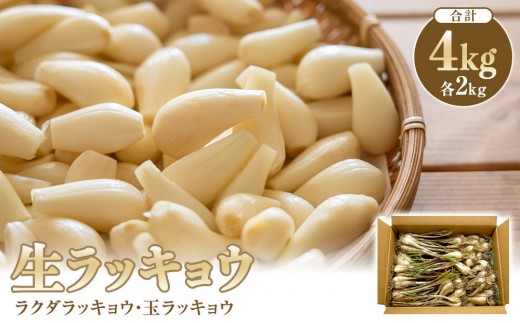 生ラッキョウ 計4kg（ラクダラッキョウ×2kg 玉ラッキョウ×2kg） ※2026
