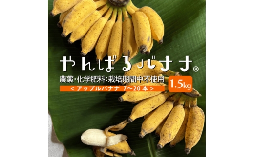 栽培期間中農薬不使用＞やんばるバナナ1.5kg(7～20本)_国産バナナ 沖縄