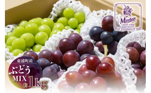 ぶどう 先行予約】【2026年8月発送】東浦町産 ぶどうMIX・約1kg - 愛知県東浦
