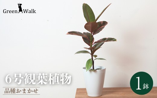 観葉植物、インテリア、陶器 植木鉢 おしゃれ JUNK風おしゃれツートンカラーの陶器鉢 観葉植物 鉢